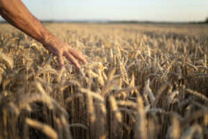 Mani di agricoltori che attraversano i raccolti nel campo di grano nel tramonto 300x200