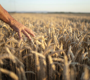 Mani di agricoltori che attraversano i raccolti nel campo di grano nel tramonto 360x320