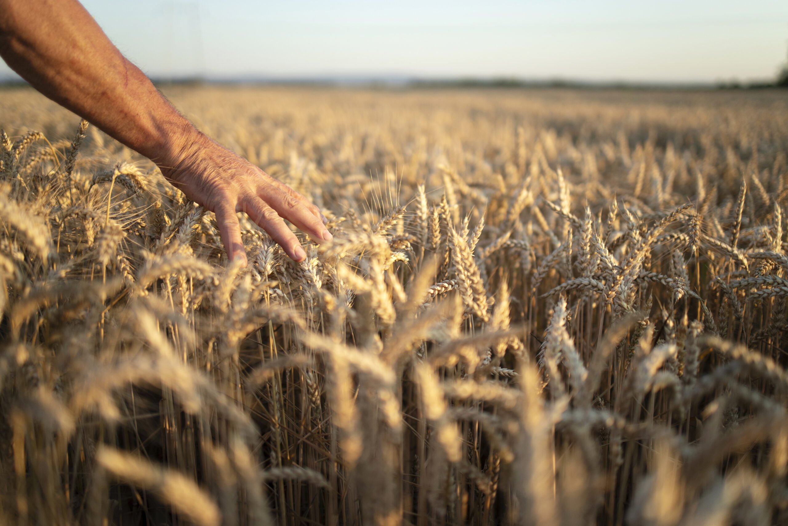 Mani di agricoltori che attraversano i raccolti nel campo di grano nel tramonto scaled
