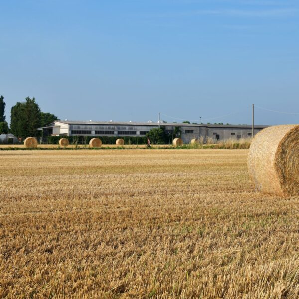 P4 01 balle di fieno 3 600x600